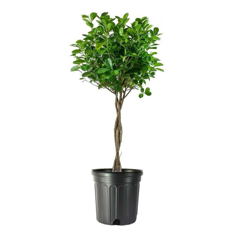 American Plant Exchange Live Ficus Maclome with Braided Trunk, 3Gallon